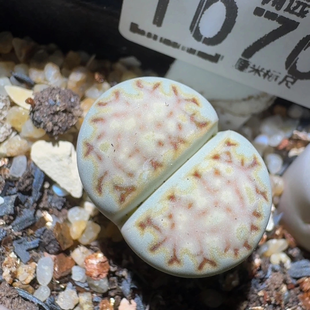 zzzzz精品生石花1070蓝饼