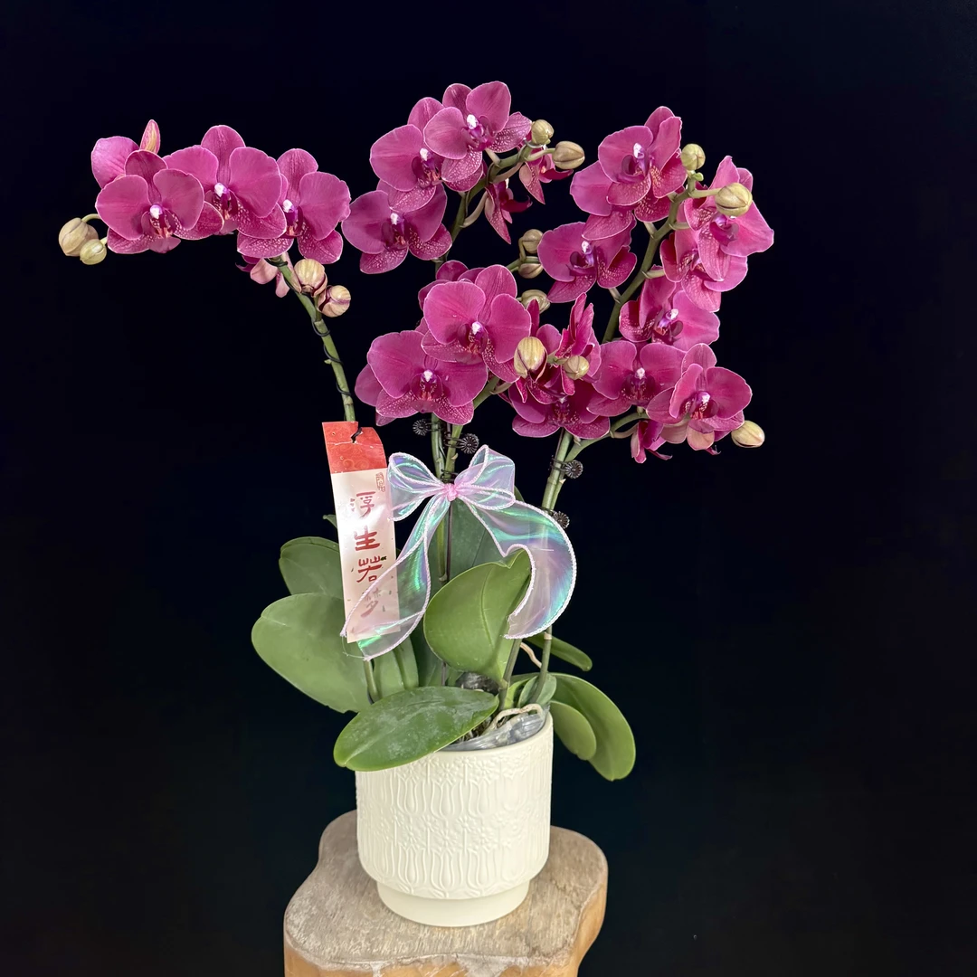 【蒙特勒】欧品 红酒色稀有经典花花 好养耐养 蝴蝶兰 有花有花苞