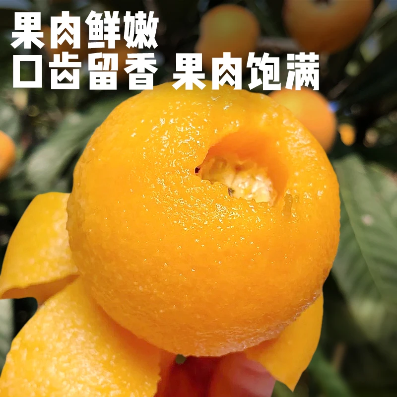 四川米易枇杷新鲜五星攀枝花枇杷应当季孕妇琵琶当季水果