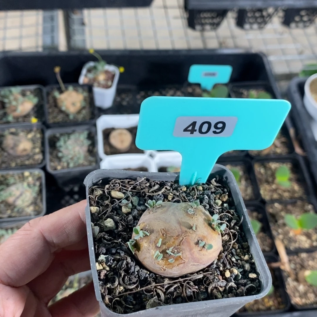 产地格加厚炖菊一个