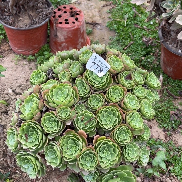 778万圣夜大绣球东西