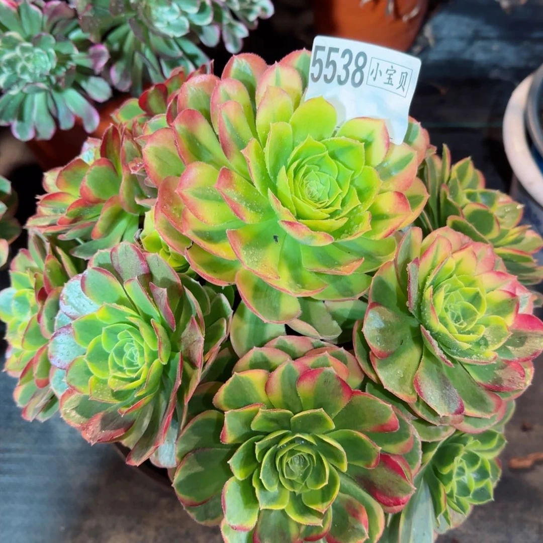 5538多肉万奶白多肉多肉