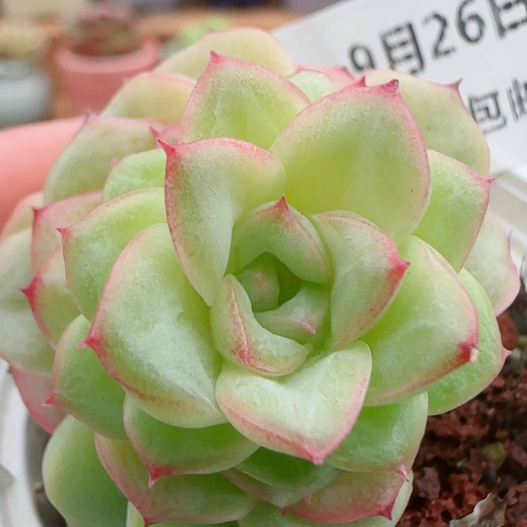 花语逸镜0926-13女王