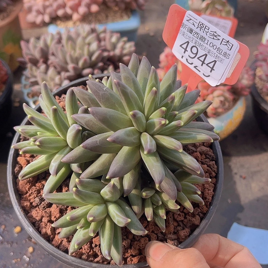 4944梵高美人多肉植物