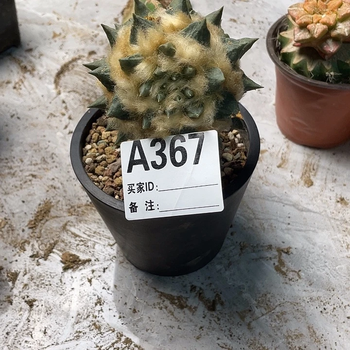 小***布367龙牙一个仙人球