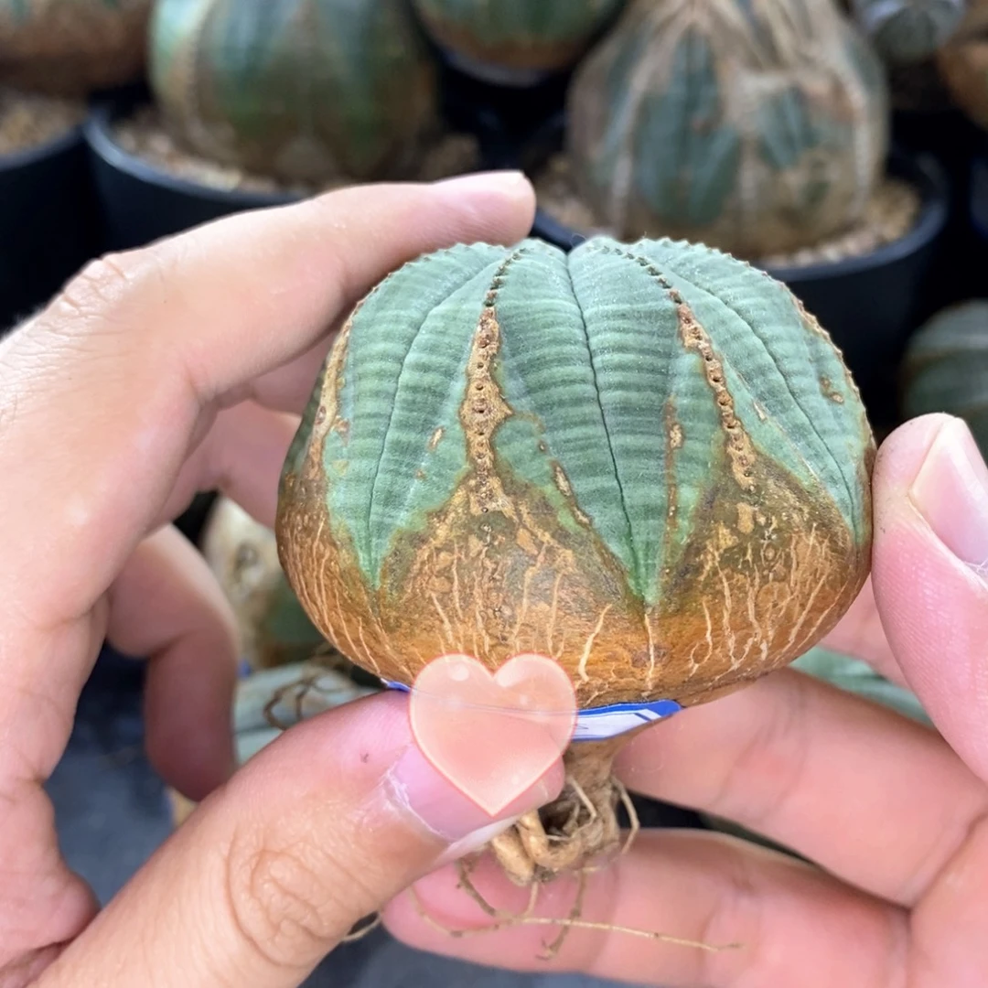 欧系实生布纹球多肉植物