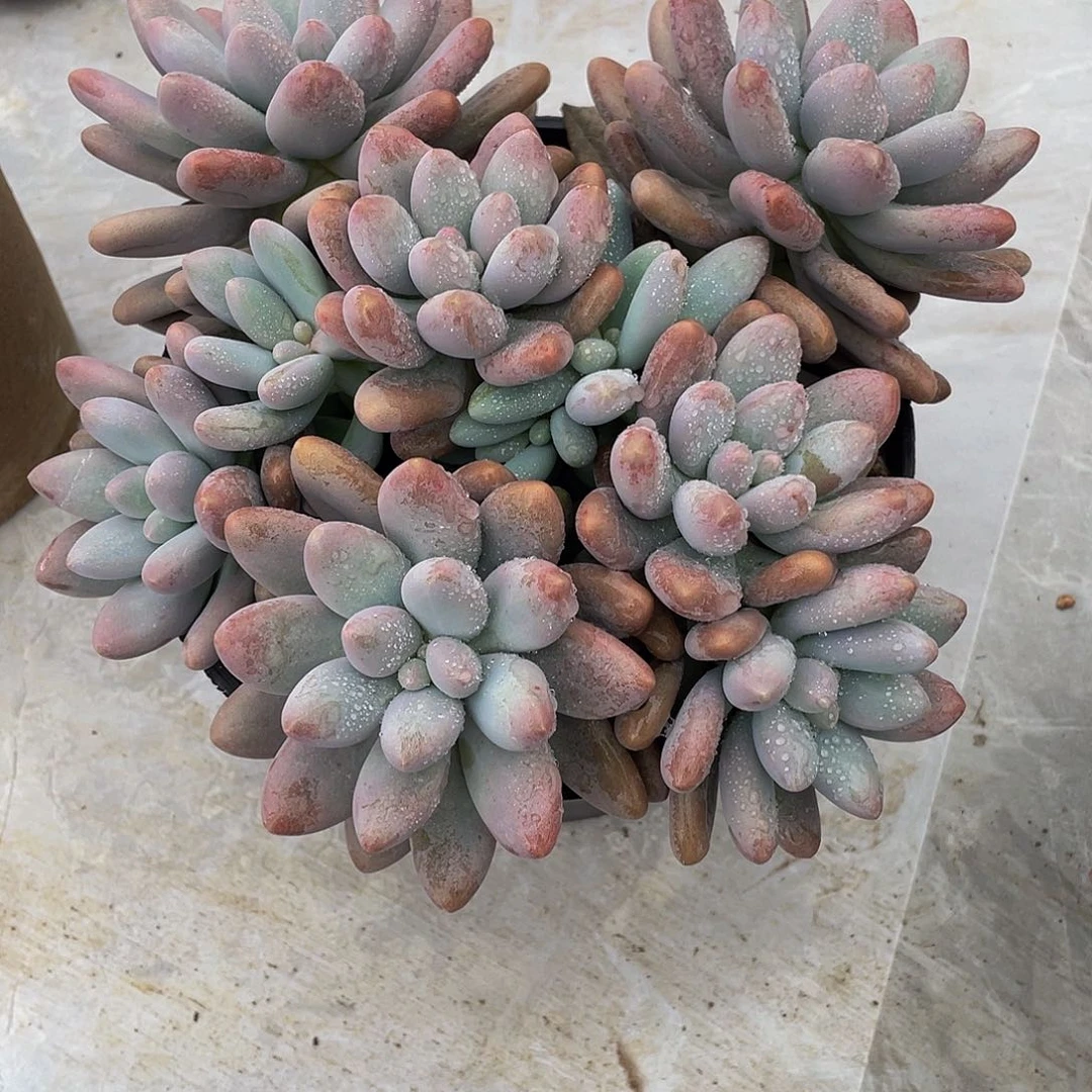 巴***人粉红念人多肉植物群