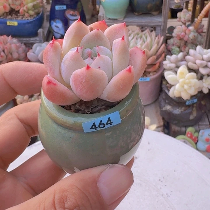 迷***美一物一拍编号464