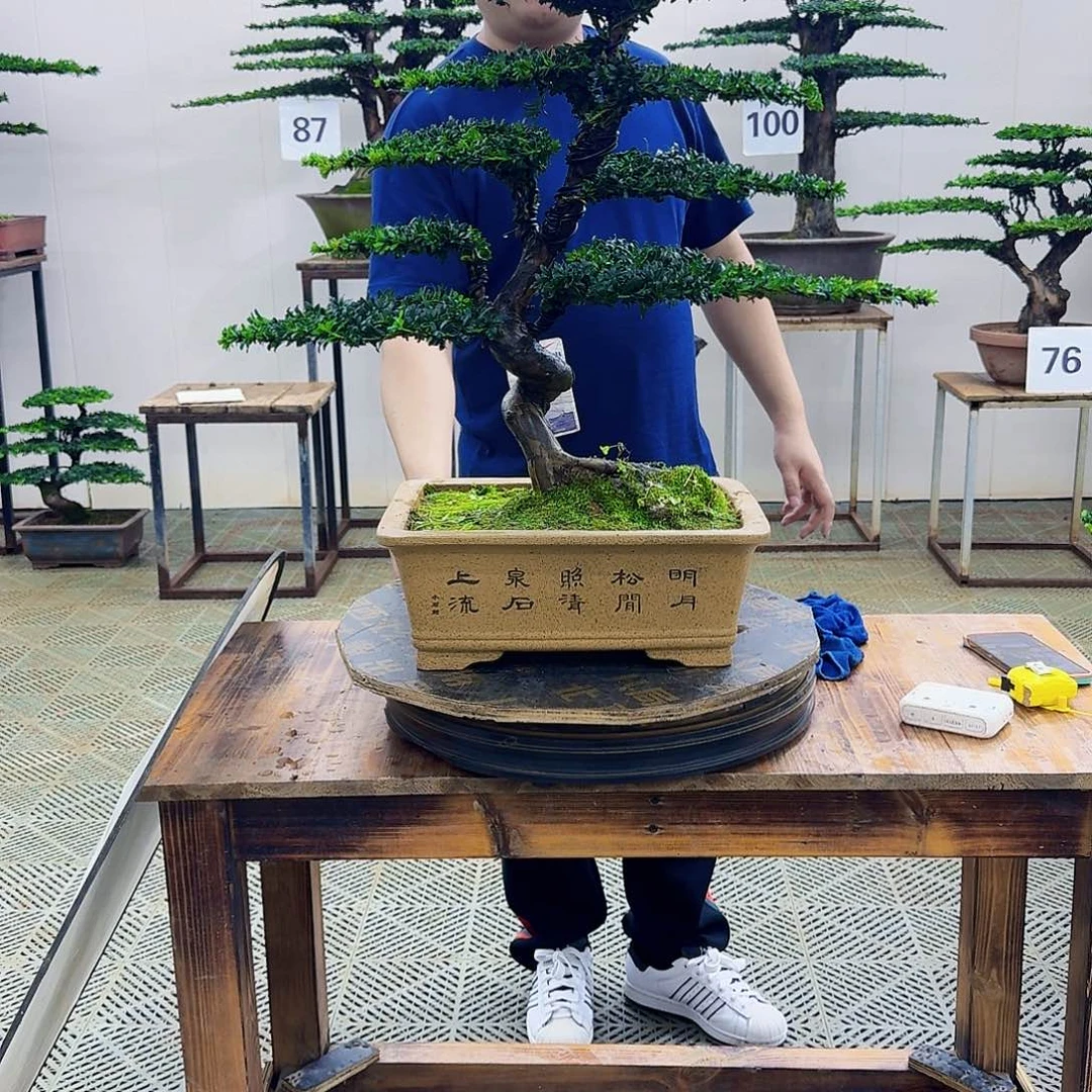 无花朵珍珠罗汉松造型盆景