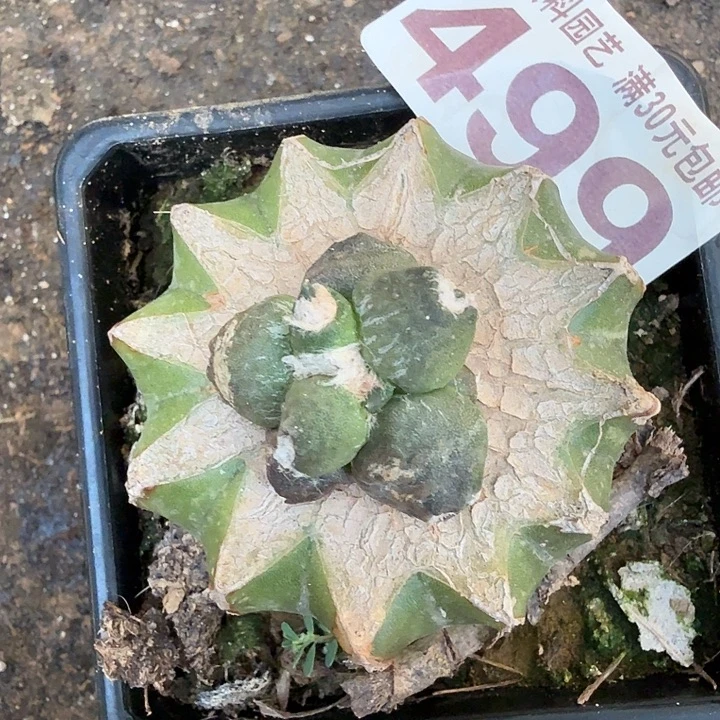 无花朵499蛋蛋牡丹东三