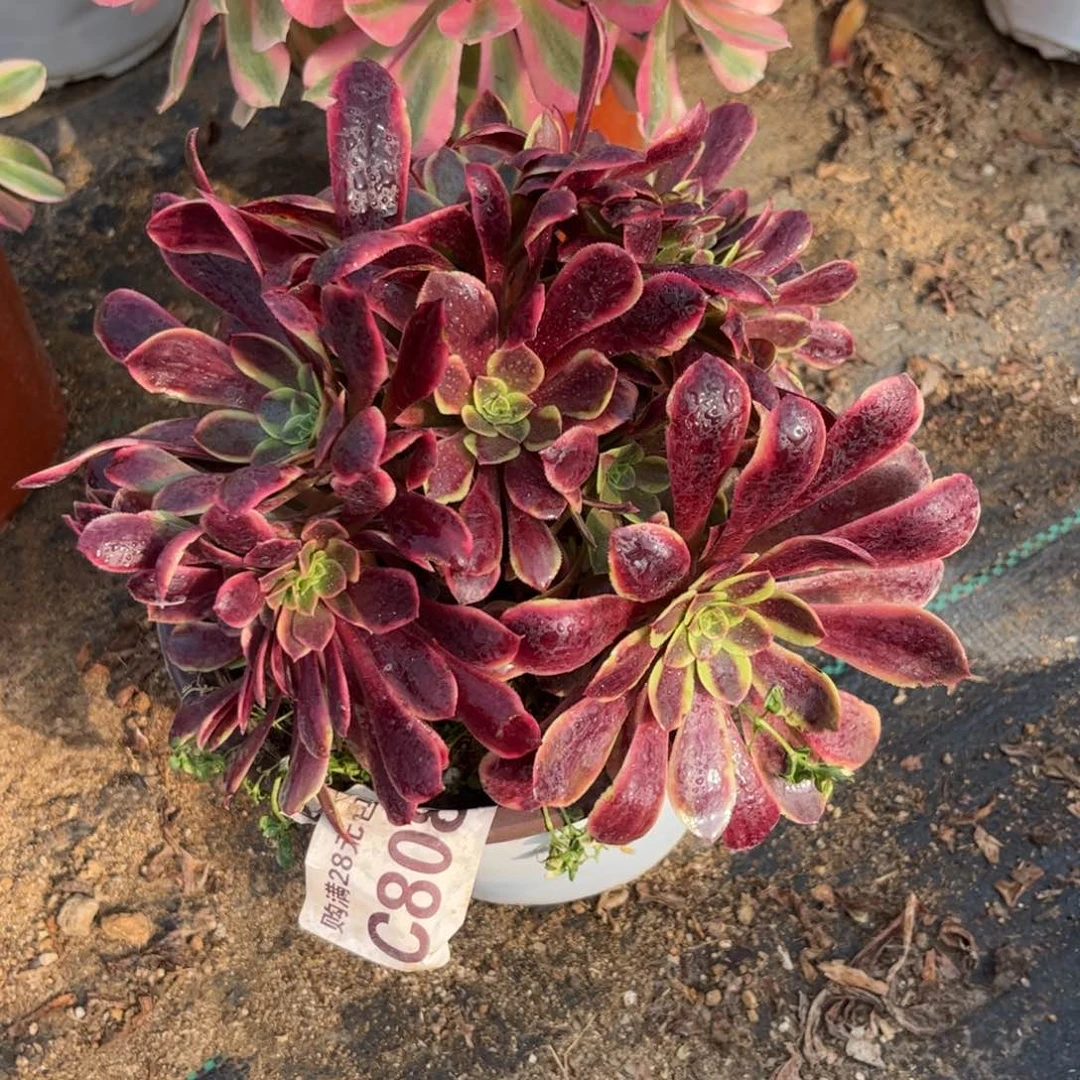 808多肉植物欧嘉莉朵缀
