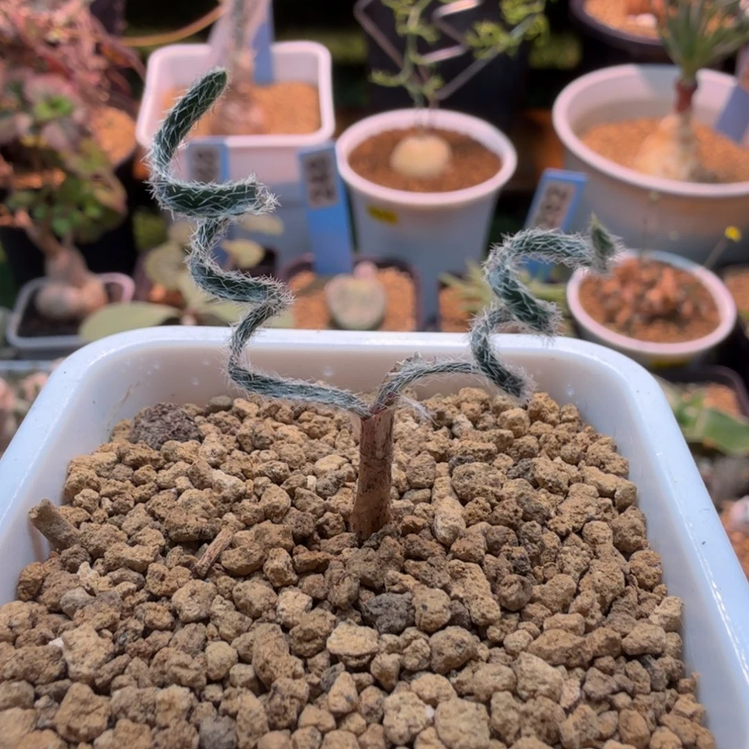 毛叶GV弹簧草677 仙人掌