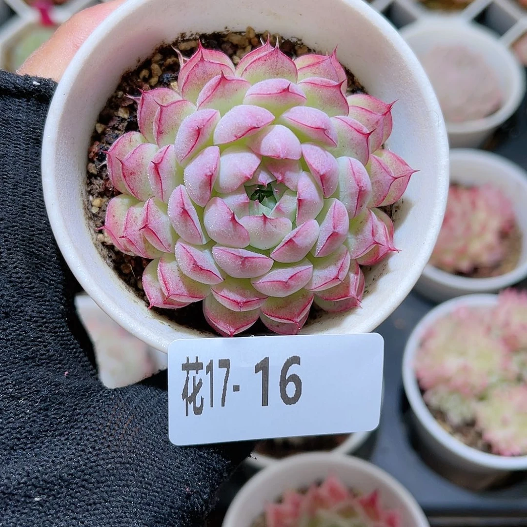 花17-16海王单头