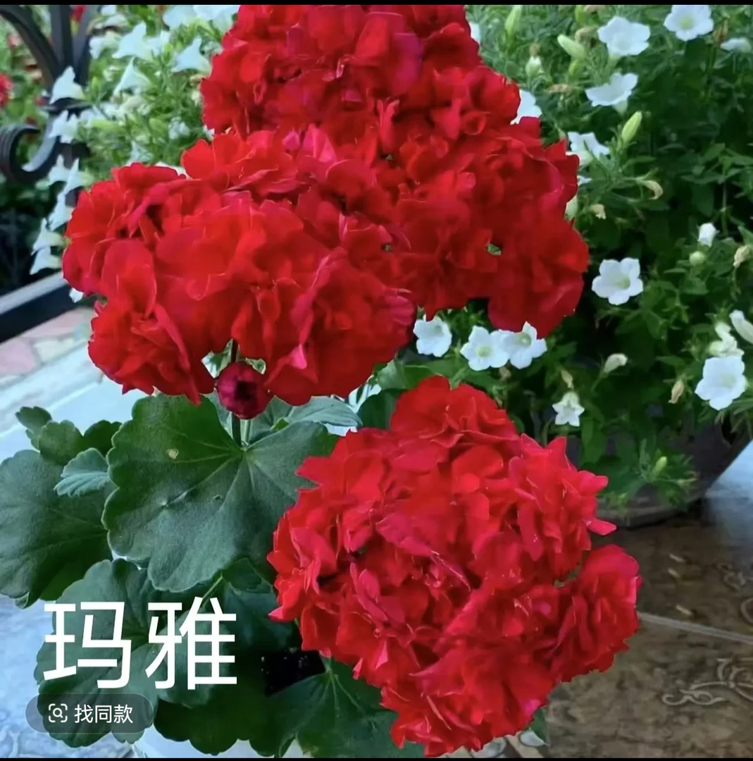 【玛雅-半兽系】紫红色大花球，带分支带花苞小苗，四季开花品种。