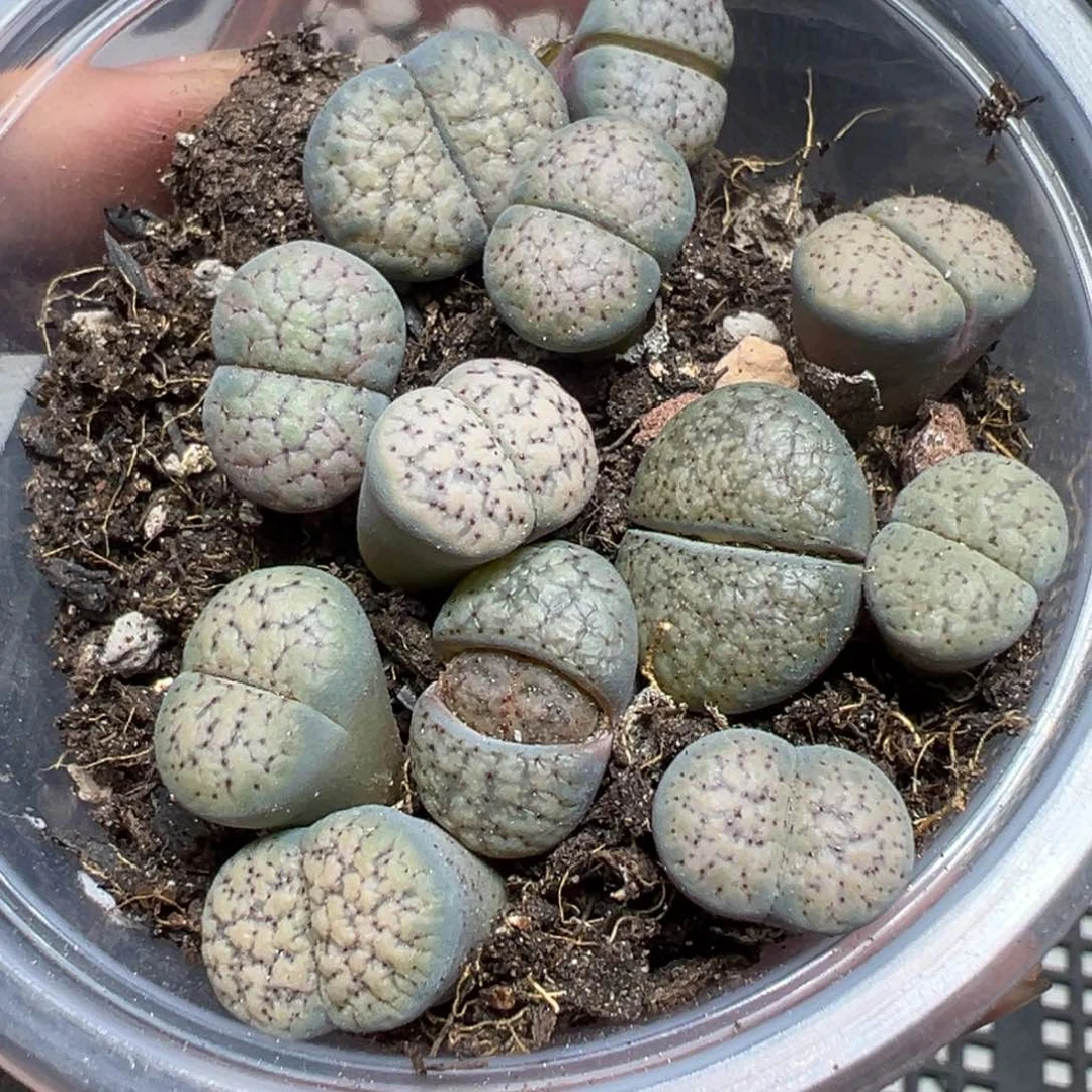 【闪购商品】 1055。