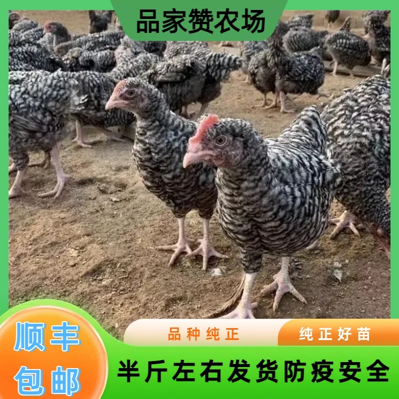 半斤左右 10只黑芦花鸡 宠物鸡长尾鸡【顺丰发货】ZF