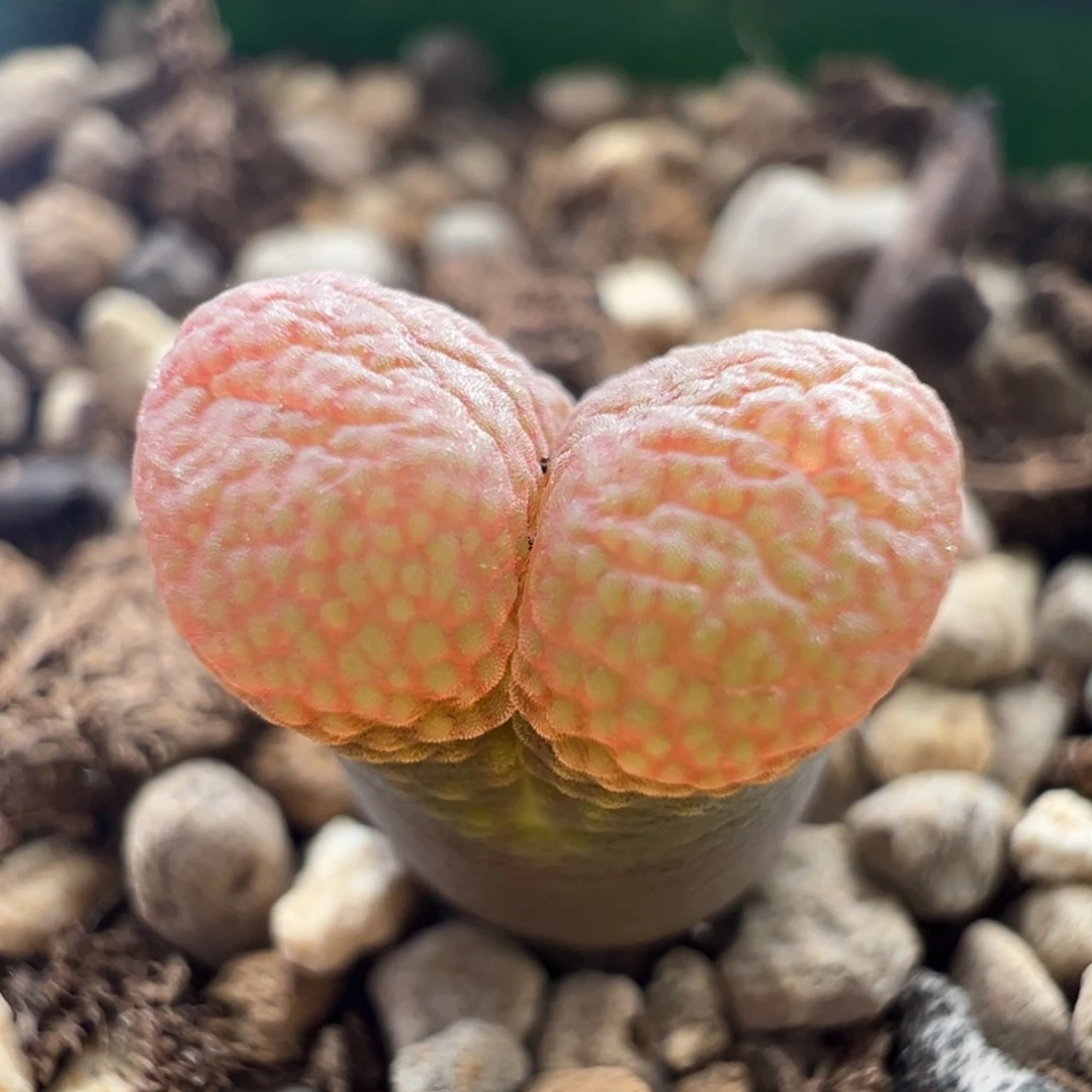 109/1802 粉豆豆。金属光泽感