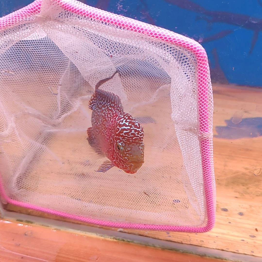 罗汉鱼6666666666666