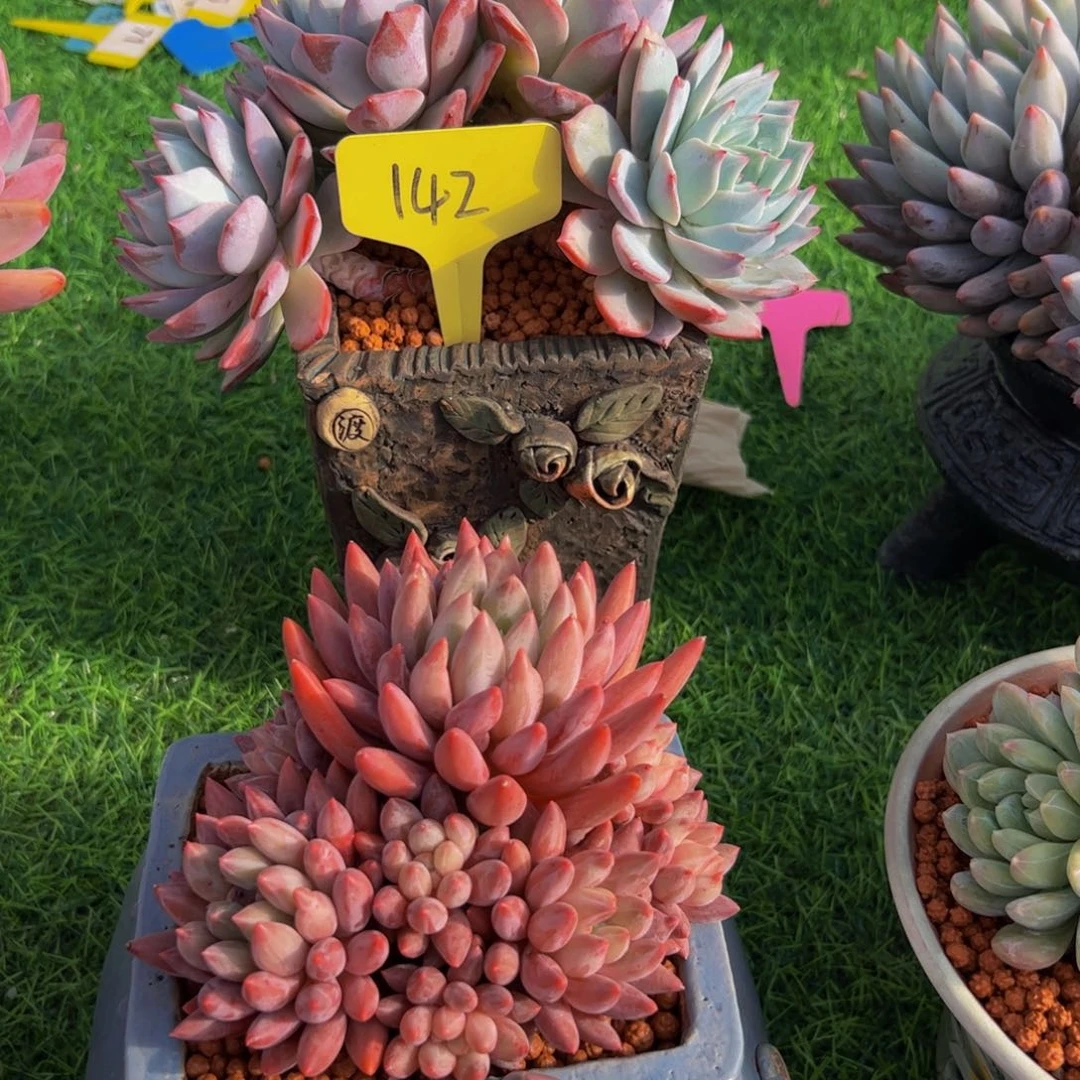 安**身粉蓝鸟小树朵朵缀142号