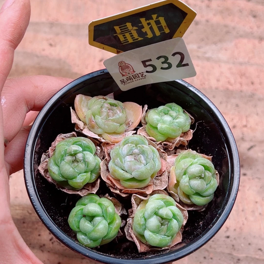 多肉植物多肉植物
