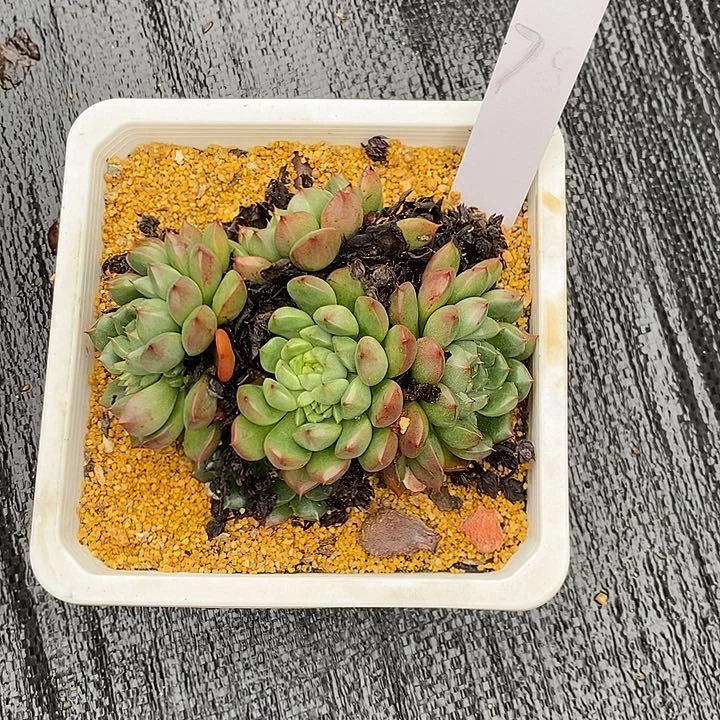 夜**兰78多肉植物老桩