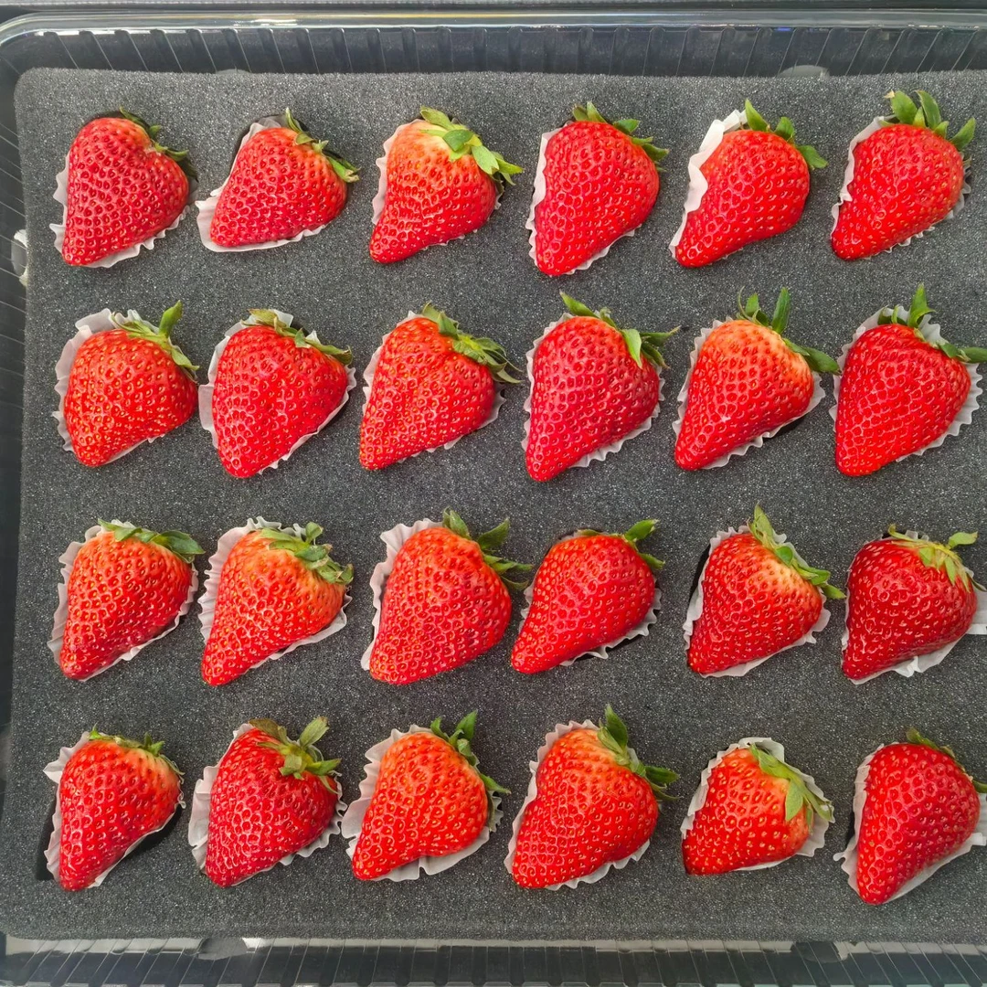 丹东99红颜草礼盒