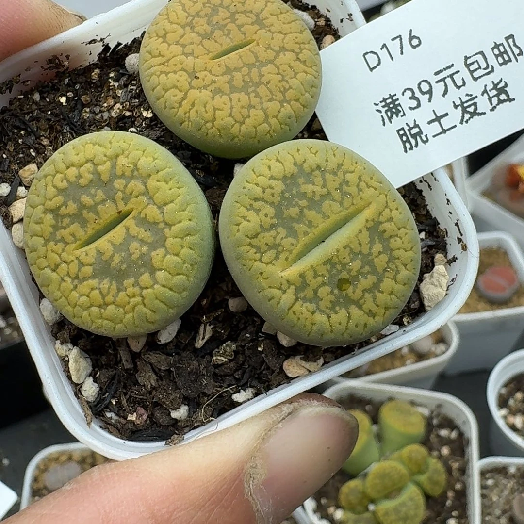 176多肉哈哈哈哈哈哈哈