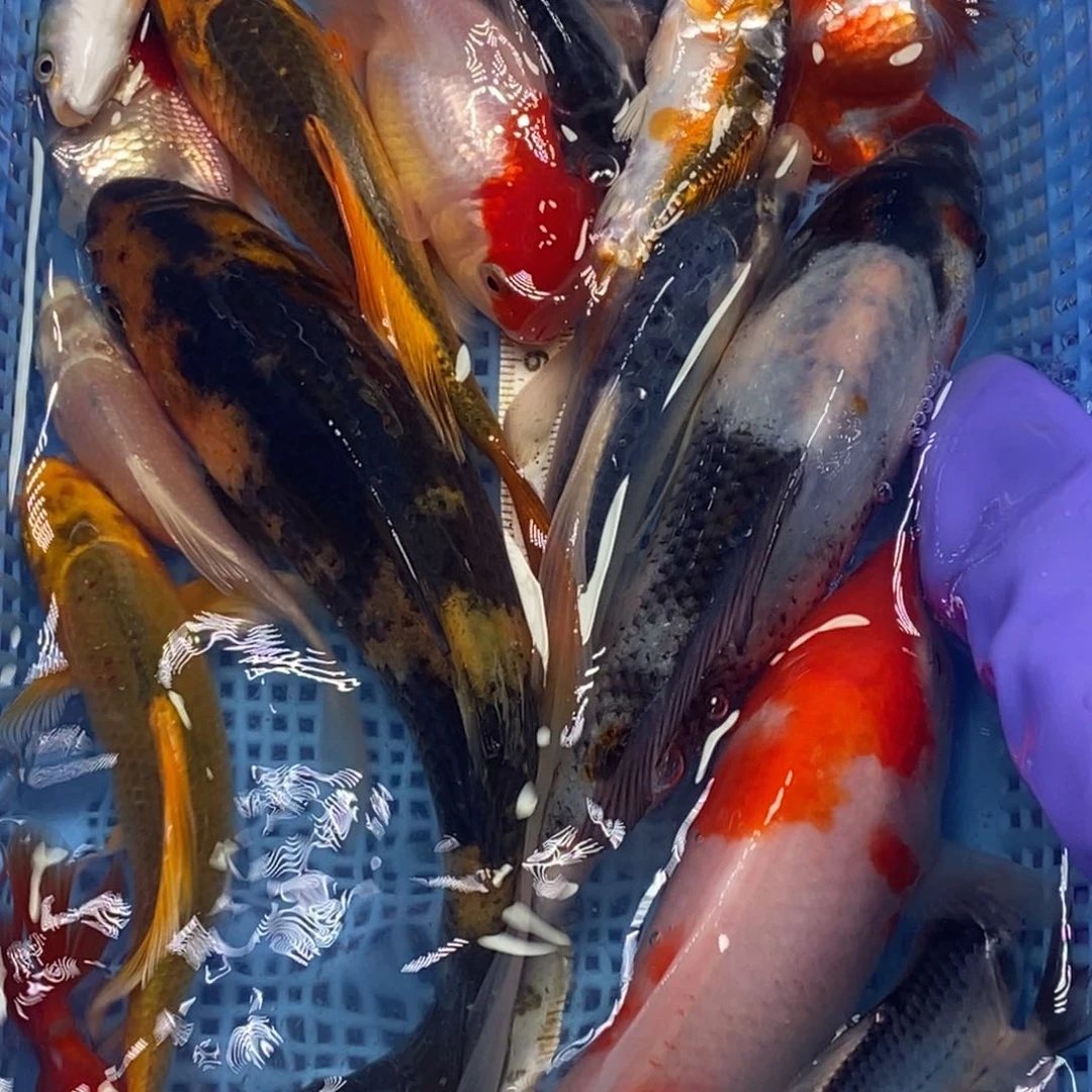 锦鲤冷水锦鲤包邮