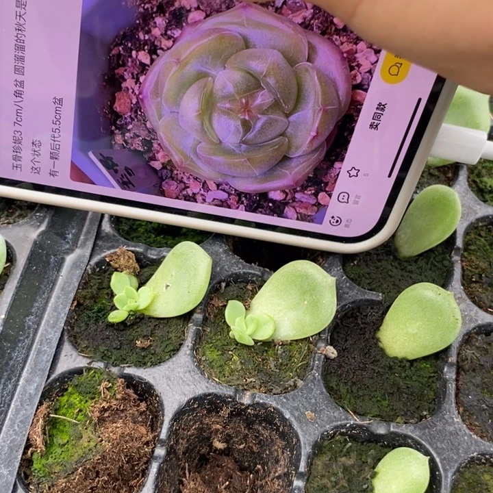 玉骨珍妮3芽苗一个量