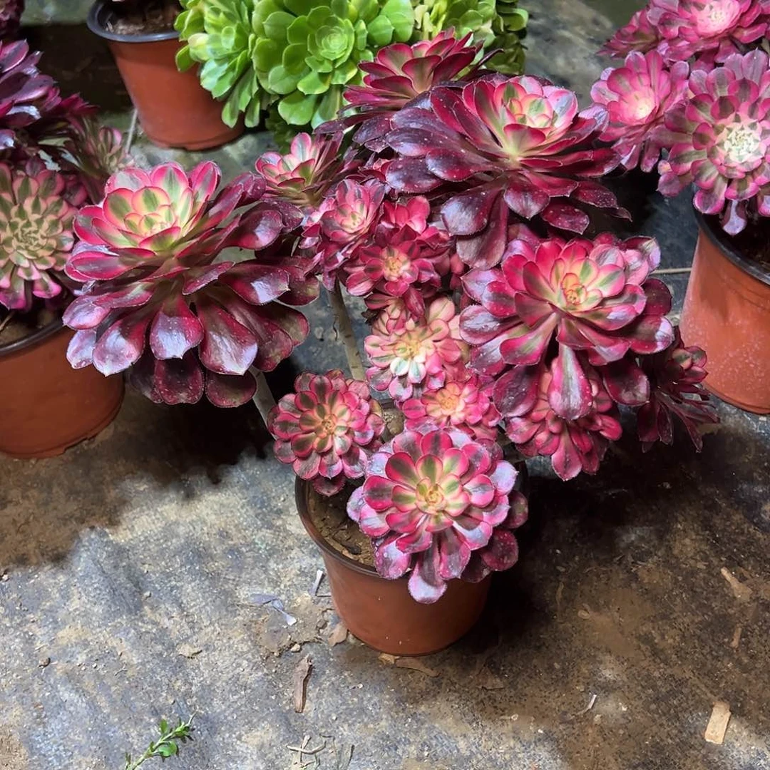 145多肉00000000000000