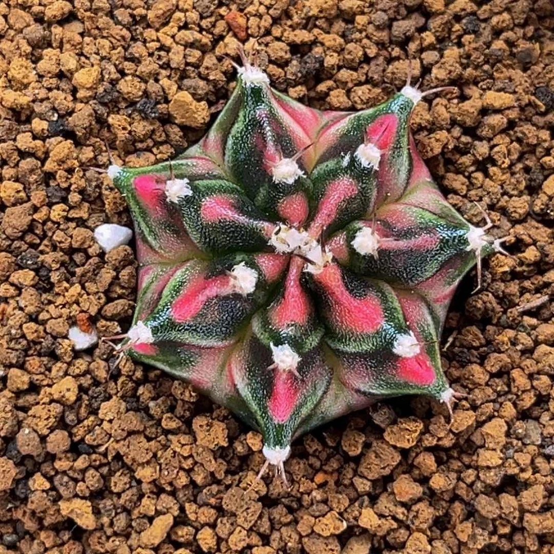 神品侧 米哈仙人球