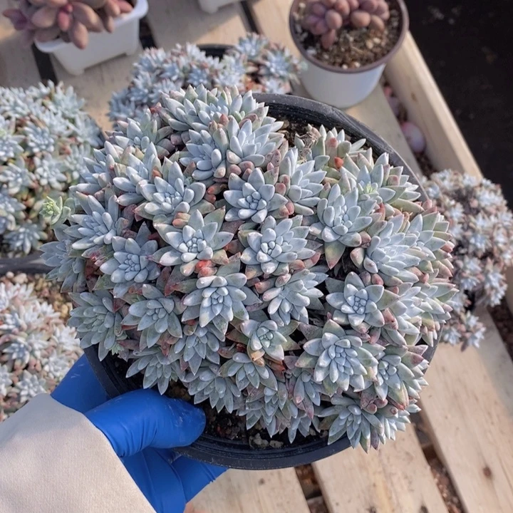 白菊老桩群288号一颗