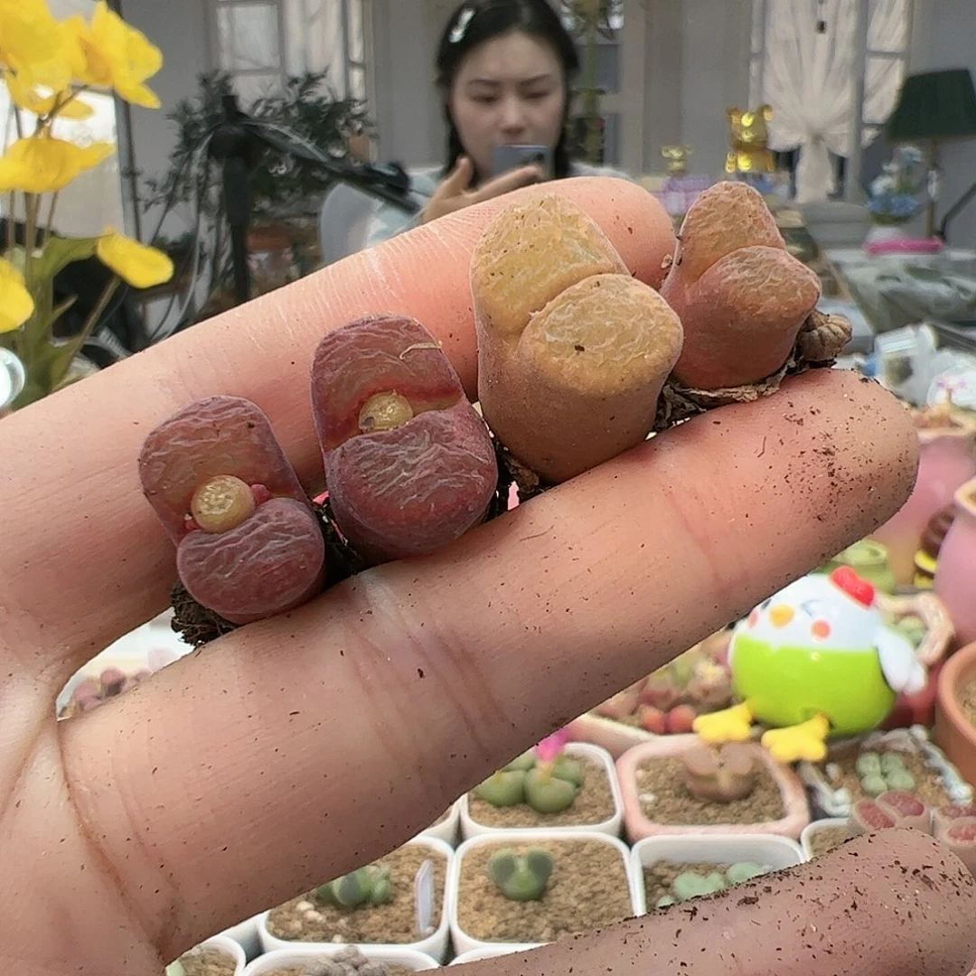 【闪购商品】273 风铃