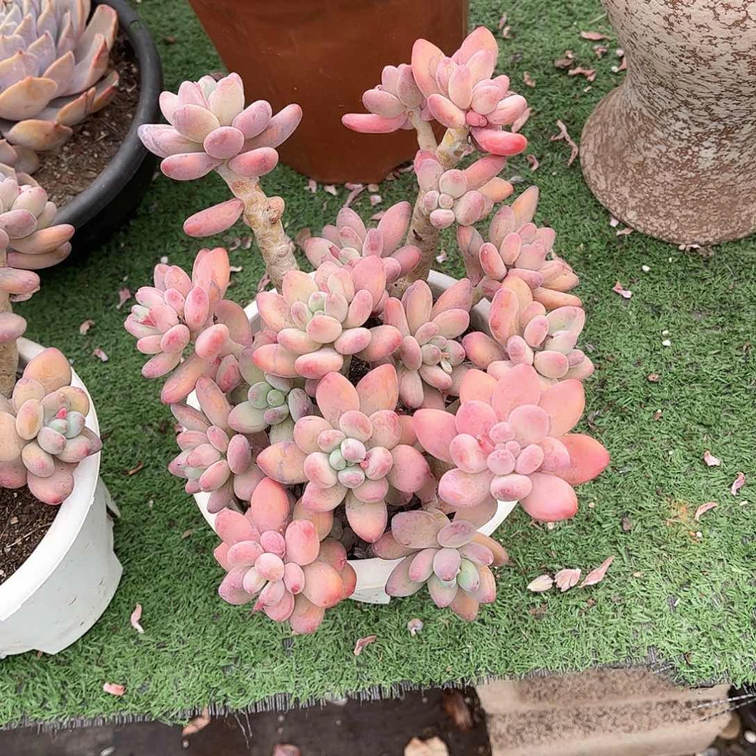 摇***瑶苹果多肉植物14