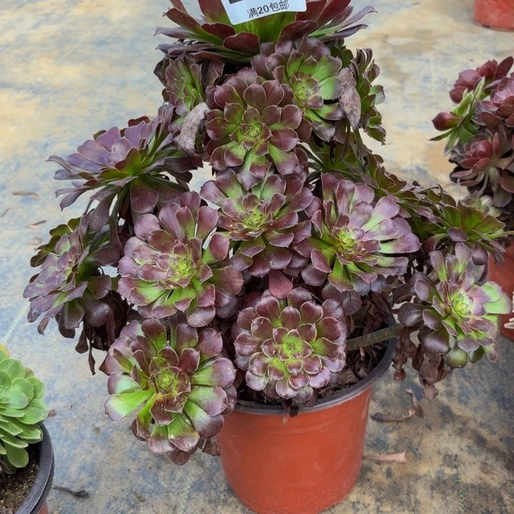 瑞妈多肉园艺627黑铜壶