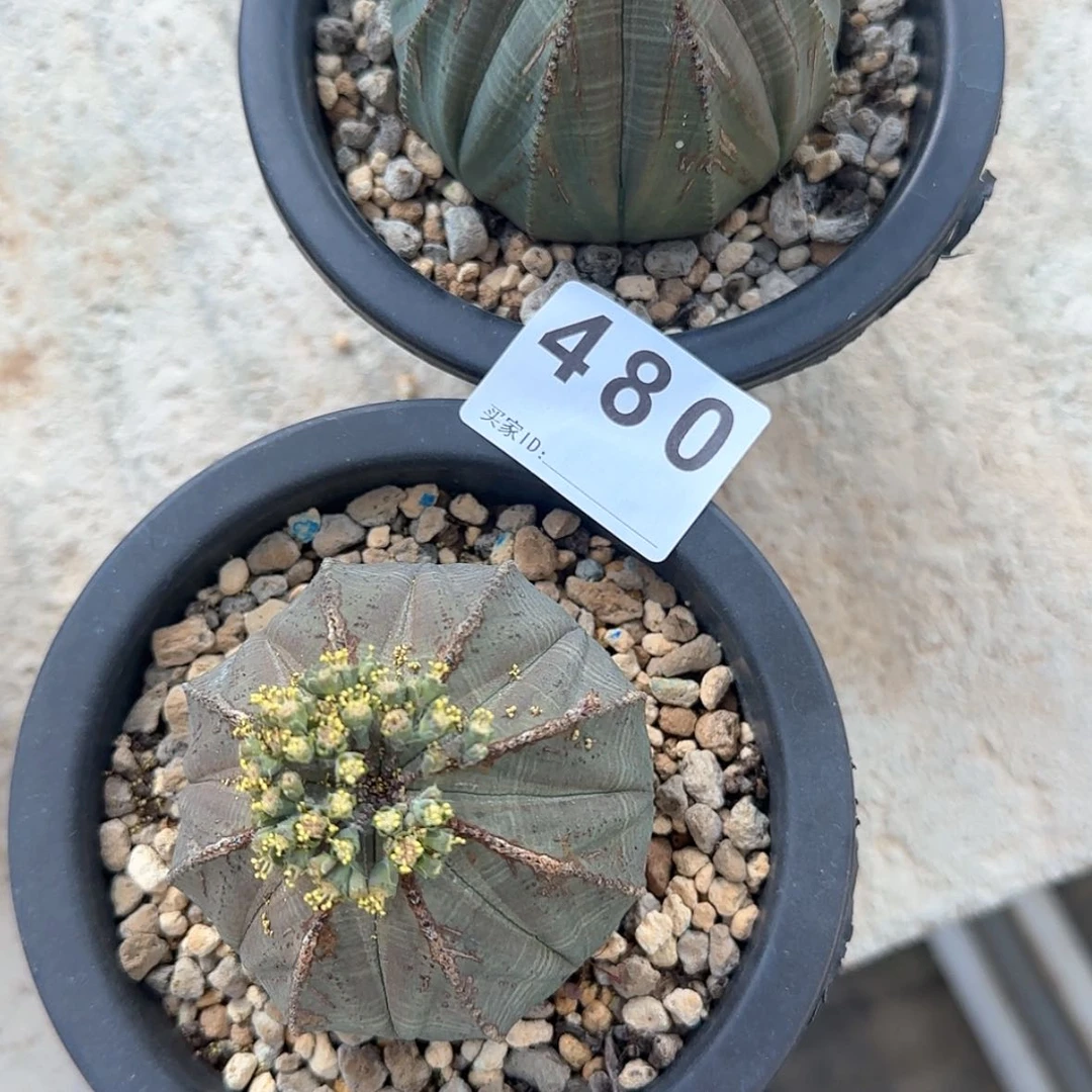 【闪购商品】高**志块根植物布纹球