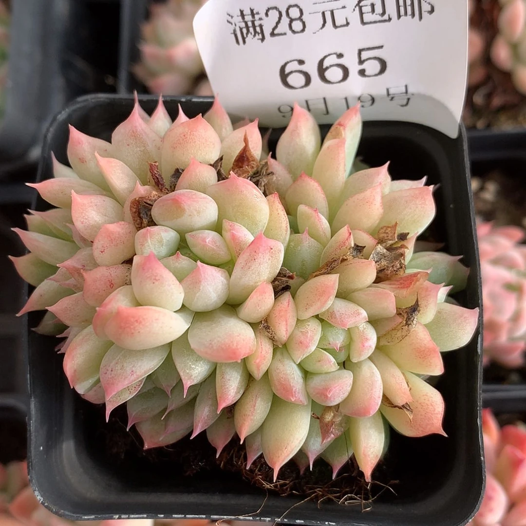 【闪购商品】云665号