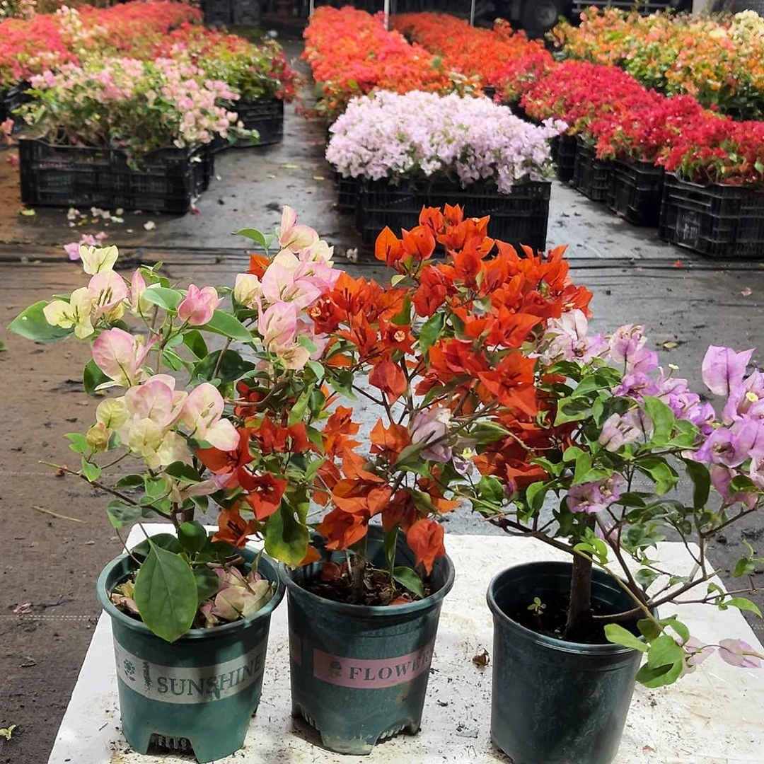 大部分花苞少量开放五宝，红桑巴，雪紫