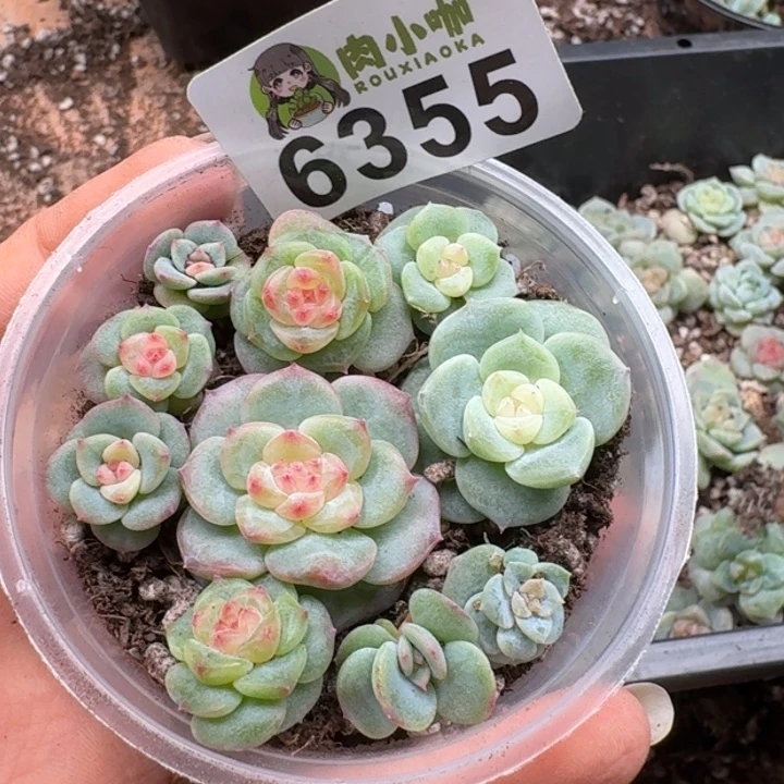 黄***瑞多肉植物多肉植物