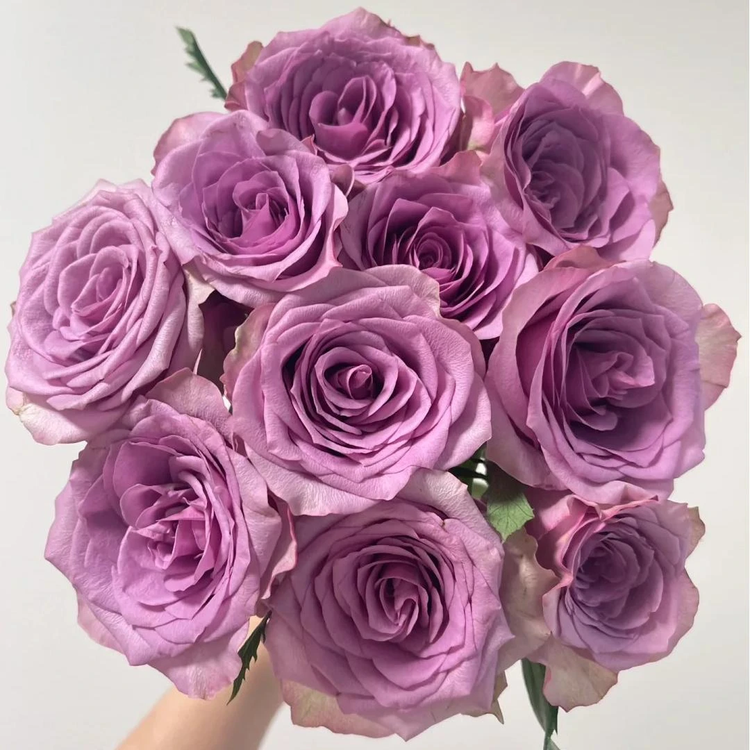 （紫霞仙子玫瑰）云南直发玫瑰鲜花两单京东冷链包邮M