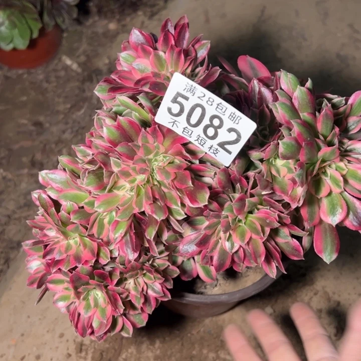 粉女巫缀多肉植物5082