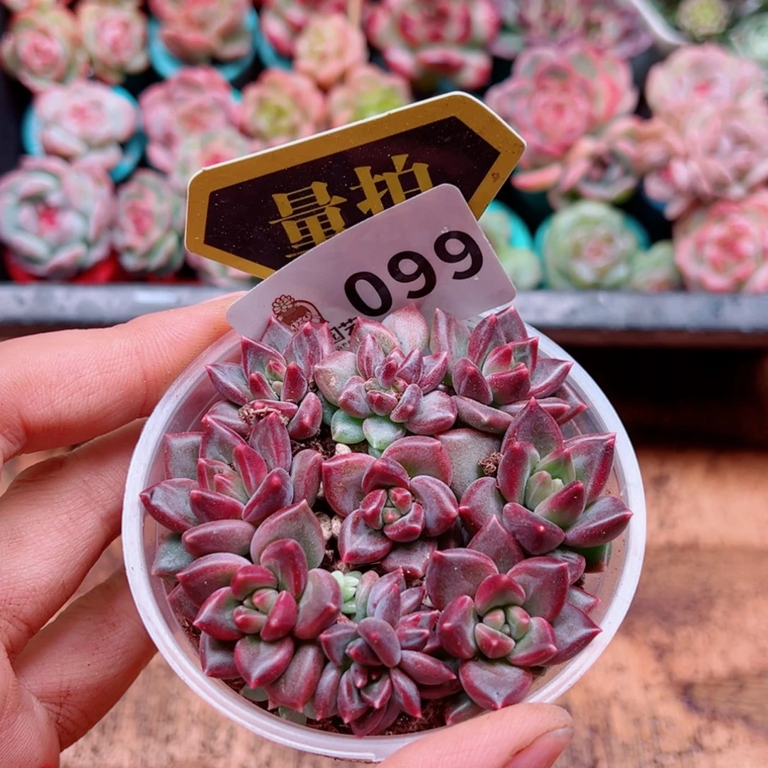 多肉植物多肉植物