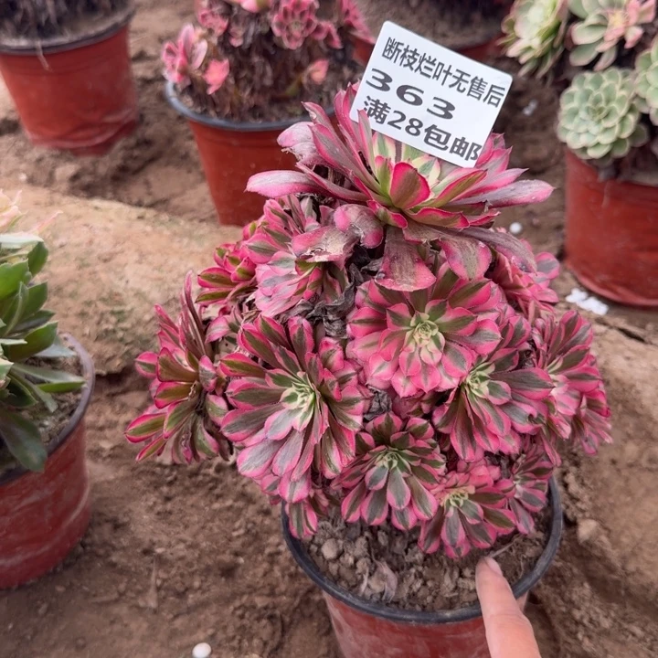 363二号棚红铜壶C