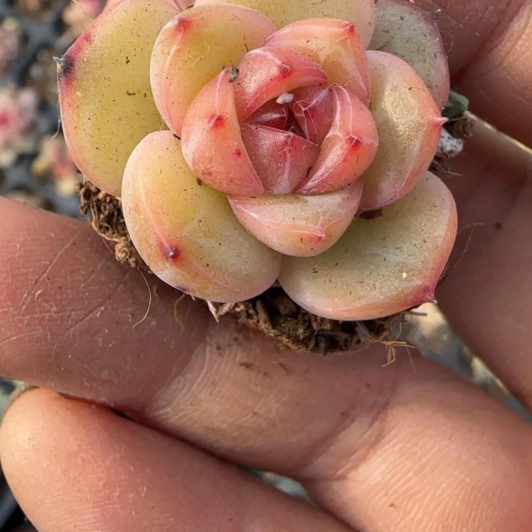 多肉小卡拉米糖心一物一拍