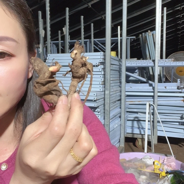 当前无花栽培后可以开花混根芽