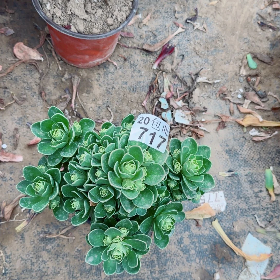 小型树玫瑰多肉717满20包邮断枝不包