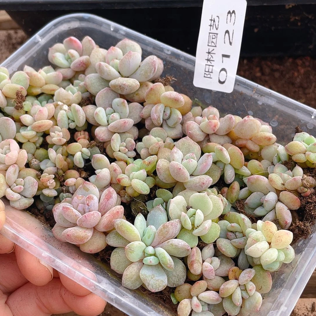 纟***每多肉植物多肉植物123