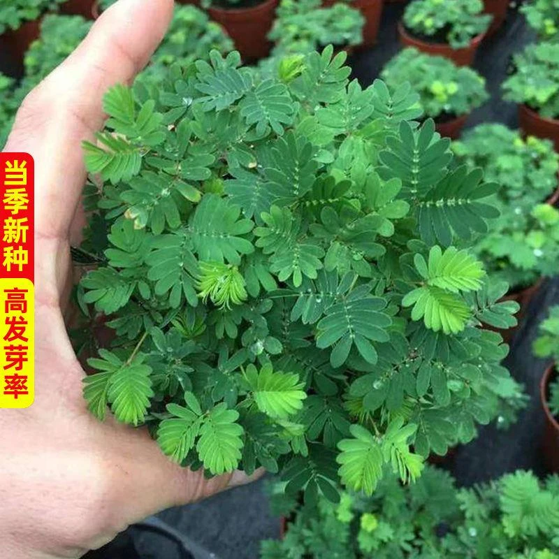 【全店满5元包邮】四季含羞草种子害羞草跳舞草花种子学生寝室庭