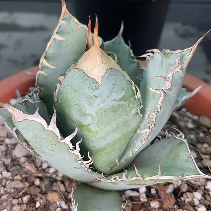 蓝肌2222222222222222