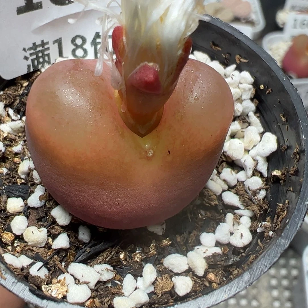 【闪购商品】 180。